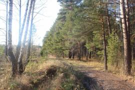 Участок с выходом в лес